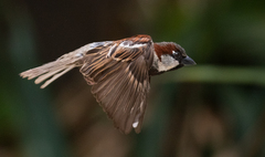 Passer domesticus