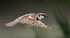 Passer domesticus