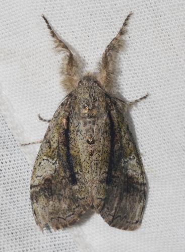 Tephra Tussock Moth photo 5