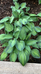Hosta