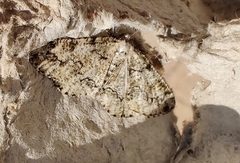 Cleorodes lichenaria