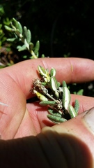 Olearia cymbifolia