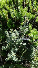 Olearia cymbifolia