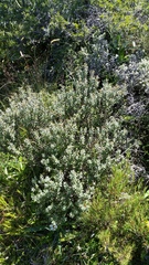 Olearia cymbifolia