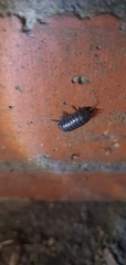 Armadillidium vulgare
