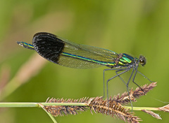 Calopteryx aequabilis