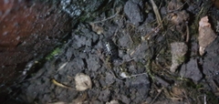 Armadillidium vulgare