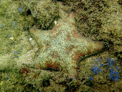 Anthenea sidneyensis