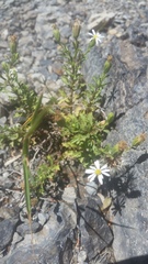 Vittadinia australis