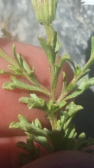 Vittadinia australis