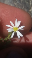 Vittadinia australis