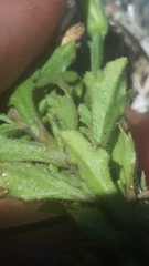 Vittadinia australis