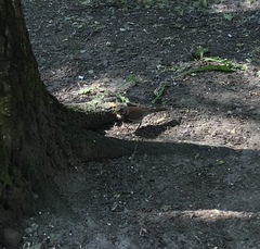 Turdus pilaris