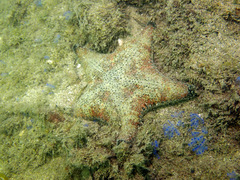 Anthenea sidneyensis