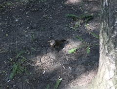 Turdus pilaris