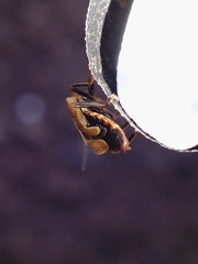 Cantharis rufa