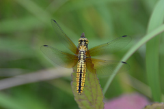 Lyriothemis pachygastra