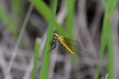 Lyriothemis pachygastra