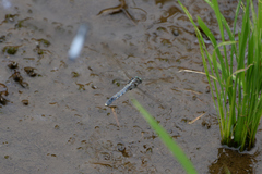 Orthetrum albistylum