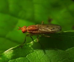 Tetanocera plebeja