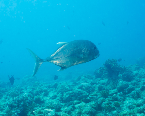 Giant Trevally