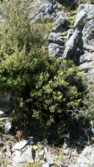 Helichrysum parvifolium