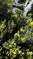 Helichrysum parvifolium