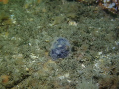 Astrangia woodsi