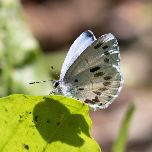 Summer Azure, Popoman Swamp Rd, Hustle, VA, US, photo 10 of 10
