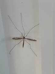 Acutipula