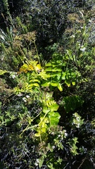 Gingidia montana