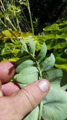 Gingidia montana