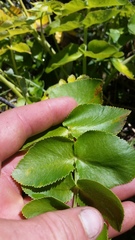 Gingidia montana