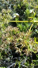 Gingidia montana