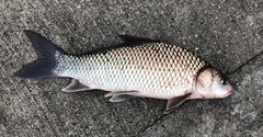 Carpiodes carpio