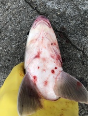 Carpiodes carpio