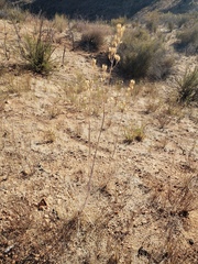 Ehrendorferia chrysantha