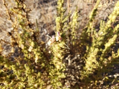 Sairocarpus multiflorus