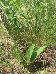 Veronica plantaginea