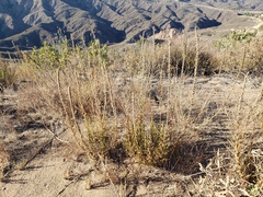 Sairocarpus multiflorus