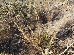 Sairocarpus multiflorus