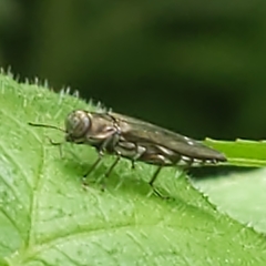 Agrilus quadriguttatus