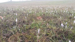 Crocus biflorus