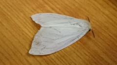 Erebidae