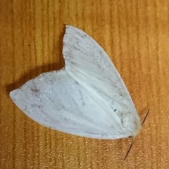 Erebidae