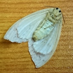 Erebidae