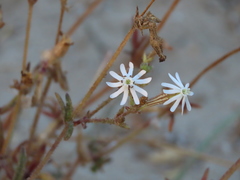 Silene nicaeensis