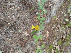 Rhynchosia cytisoides