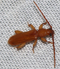 Smodicum cucujiforme