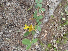 Rhynchosia cytisoides